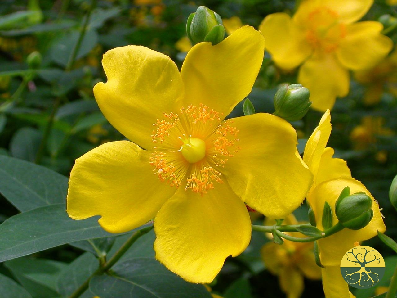 Зверобой кустарниковый Hidcote