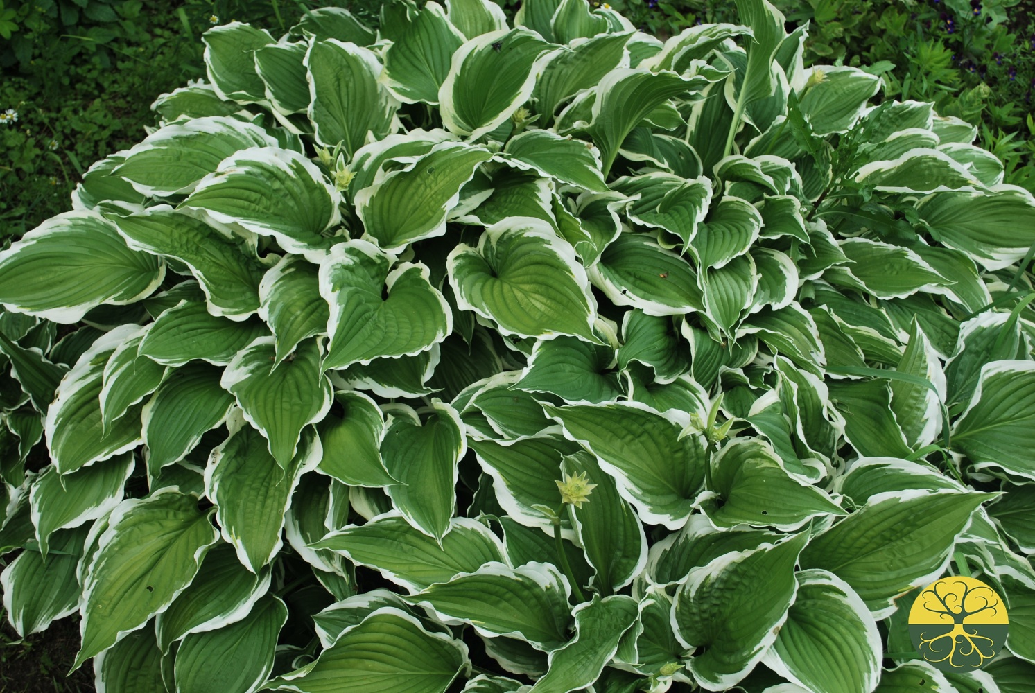 Хосты это. Хоста ‘Patriot’ (Hosta ‘Patriot’). Хоста Форчуна Patriot. Fortunei Patriot Хоста. Хоста Форчуна Patriot (Патриот).